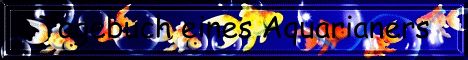 corvintaurus_meine_banner_23