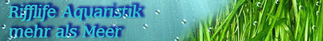 corvintaurus banneranfertigungen bild23