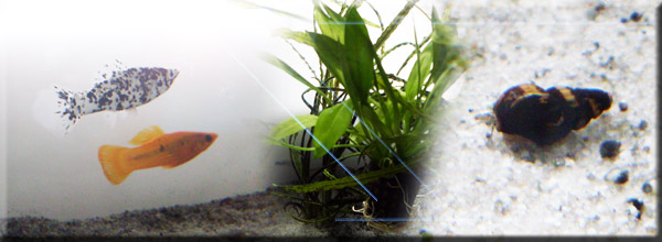 aquarium_corvintaurus