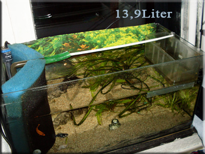 aquarium_wasser_weg_corvintaurus