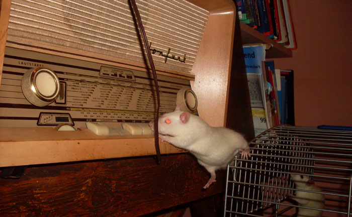 boomer_radio