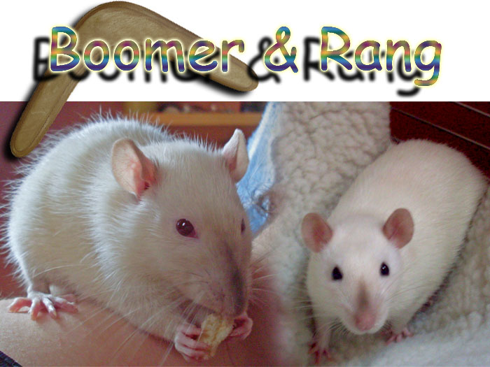 ratten_boomerang