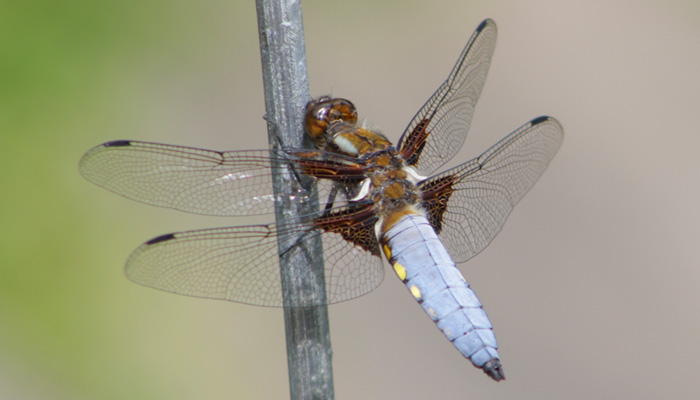 libelle