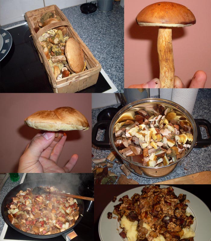 pilzesammeln.jpg