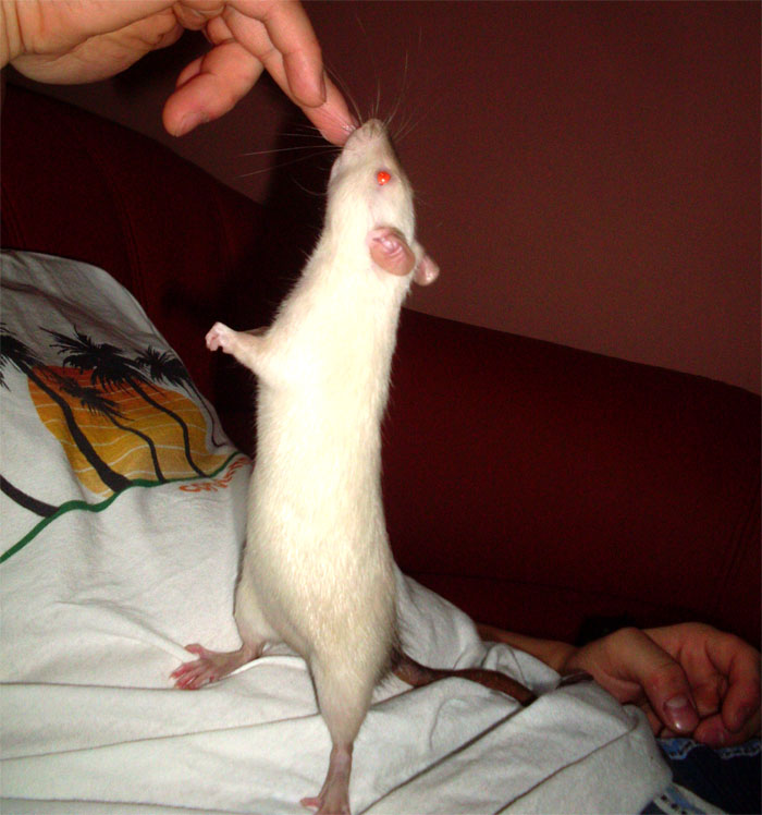 rattefruchtzwerg.jpg
