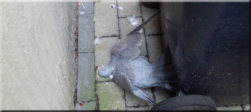 tote_taube_corvintaurus